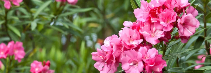 Rosa Oleanderblüten